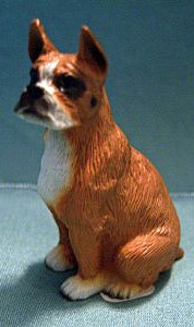 dollhouse boxer brown and white