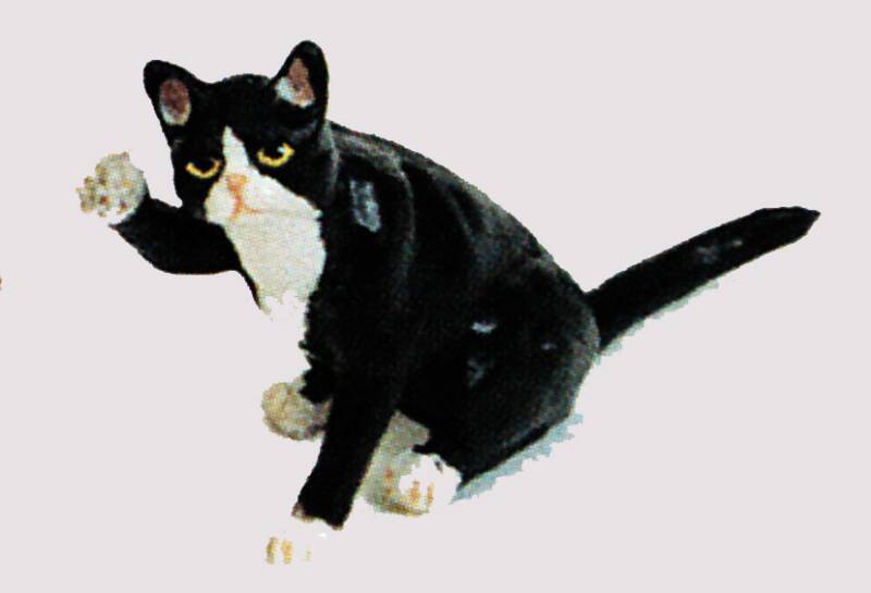 black and white dollhouse cat