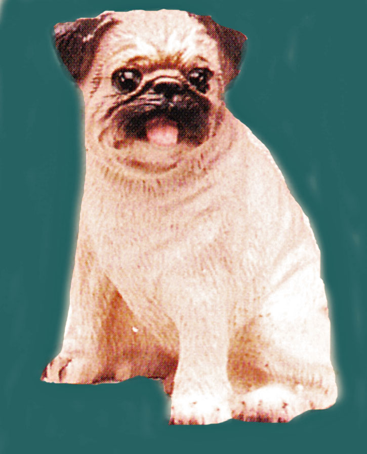 dollhouse pug brown and white